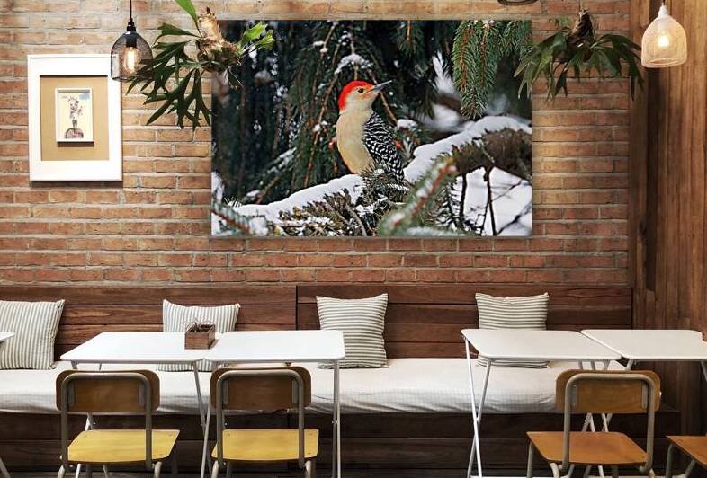 Red Bellied Woodpecker On Snowy Branch by Deb Oppermann