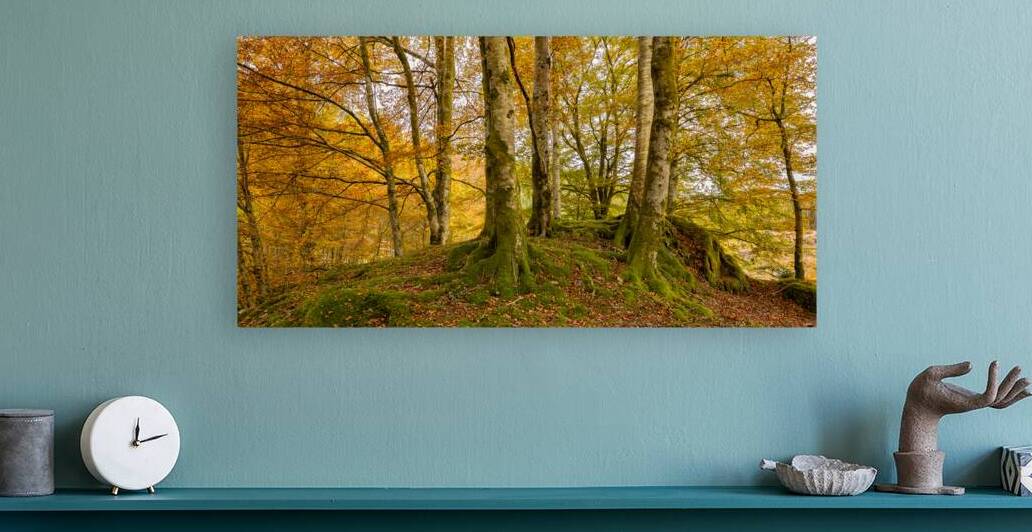 Autumn in The Forest by Eirik Sorstrommen