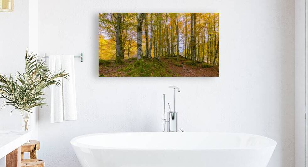 Autumn in The Forest by Eirik Sorstrommen