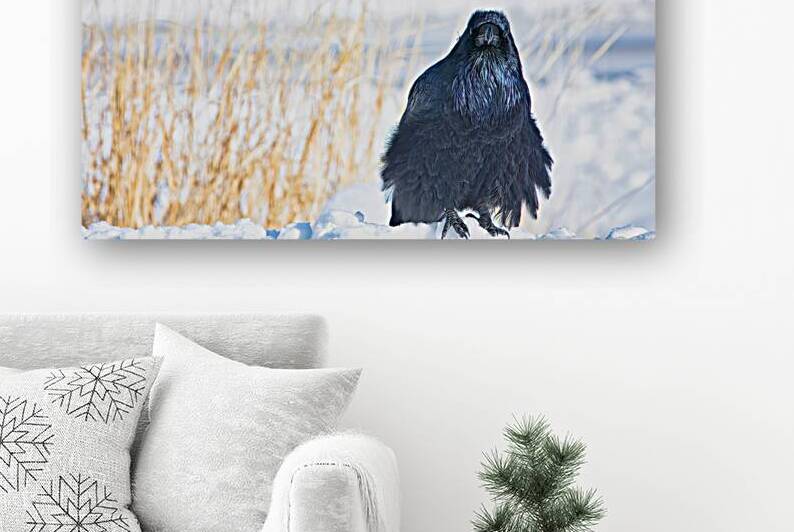 Yellowstone Raven Portrait by ISABELLA SMEDLEY