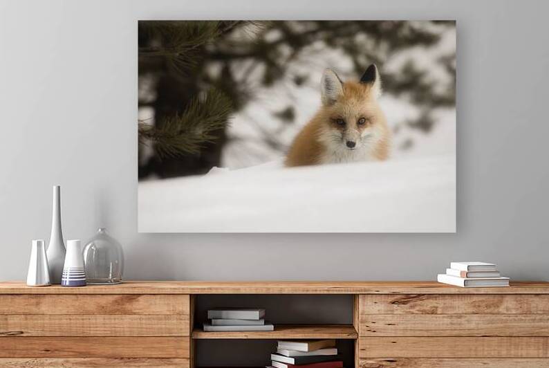 SOLO FOX by ISABELLA SMEDLEY