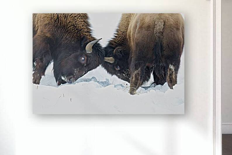 Bison Fight by ISABELLA SMEDLEY