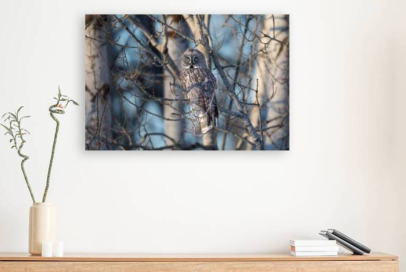 Great Gray Owl aka Phantom Of The North by Kevin Smith