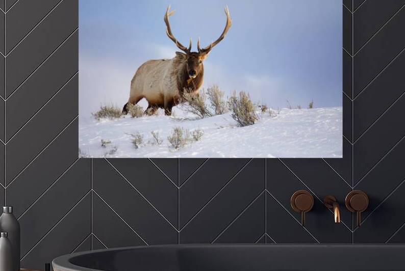 Bull Elk by ISABELLA SMEDLEY