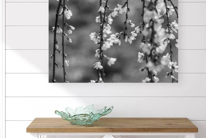 Weeping Cherry Blooms And Branches Grayscale by Jennifer White