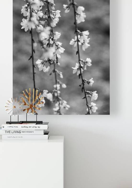 Flowers And Branches Weeping Cherry Grayscale by Jennifer White