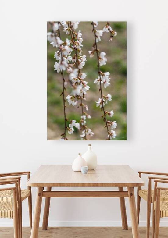 Flowers And Branches Weeping Cherry by Jennifer White