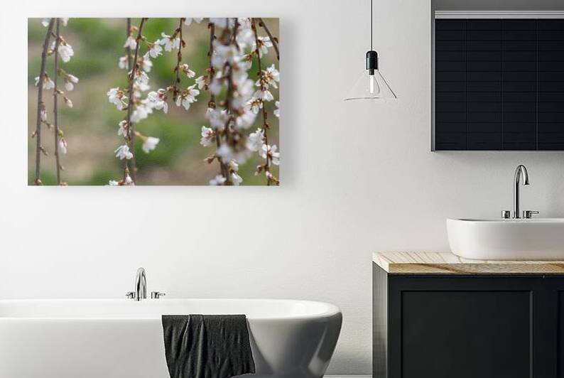 Weeping Cherry Blooms And Branches by Jennifer White