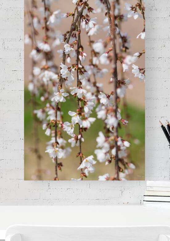 Abstract of Weeping Cherry Blooms by Jennifer White