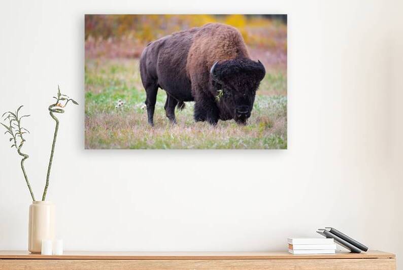Bulls Eye - Manitoba Bison by Kevin Smith