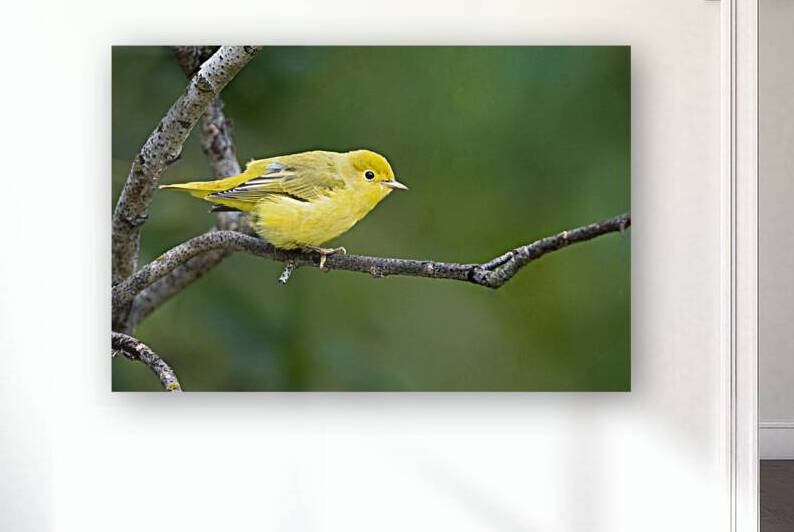 Yellow Warbler  Mangrove  by Kevin Smith