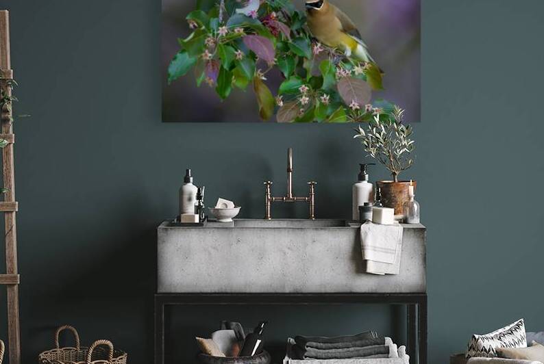 Cedar Waxwing by Kevin Smith