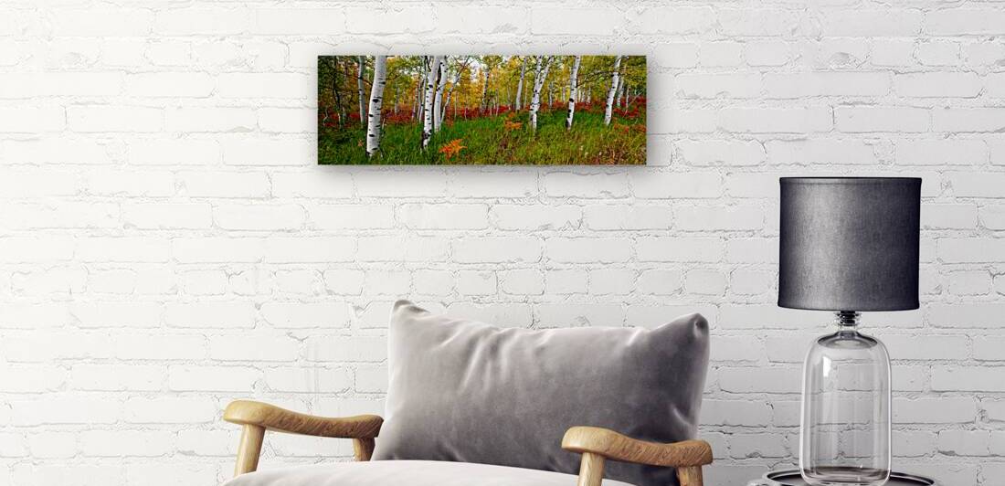 Autumn Fresh - Art For Home With Aspen Trees by Jongas Photo