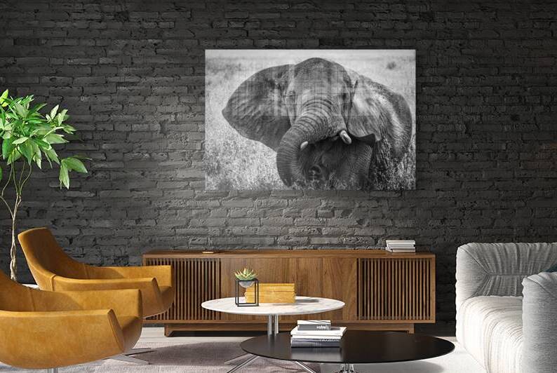 Monochrome Majesty by Anetta Nadolna