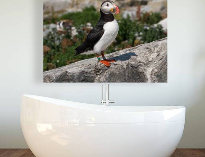 Atlantic Puffin on Machias Seal Island Off Maine Coast by Allan Wood