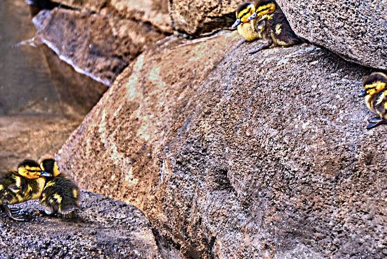 Ducks In The Rocks by Ryan Cameron
