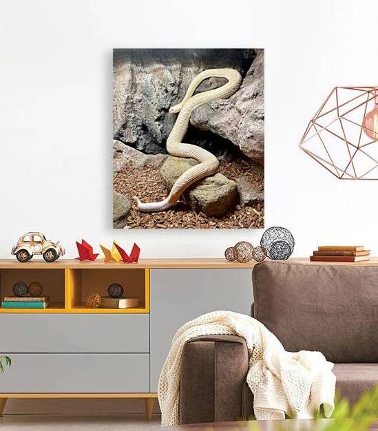 Albino Western Diamondback Rattlesnake by Bill Swartwout Photography