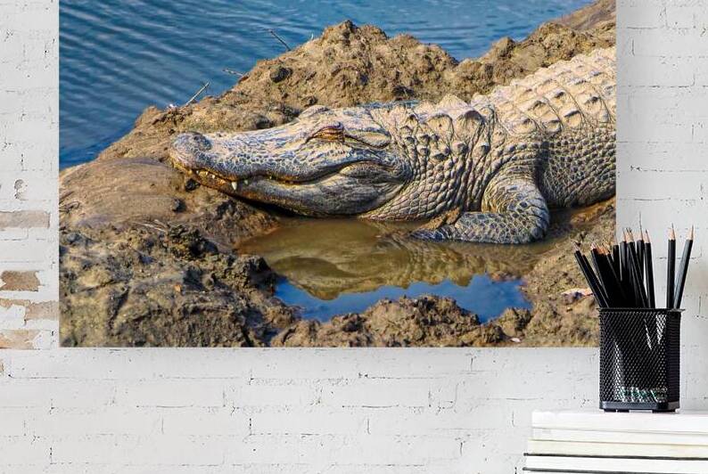 Alligator Mud Bath by Bill Swartwout Photography