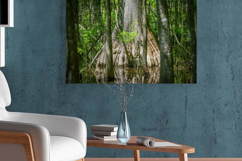 Old Growth Cypress Cypress Knees Highland Hammock X103 by Rich Franco
