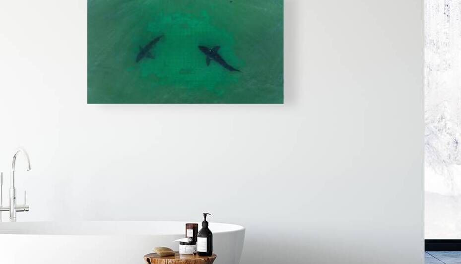 Two Great White Sharks Saying Hi  by dronesey