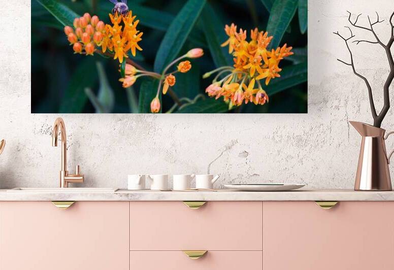 Bee on Butterfly Weeds by Adel B Korkor