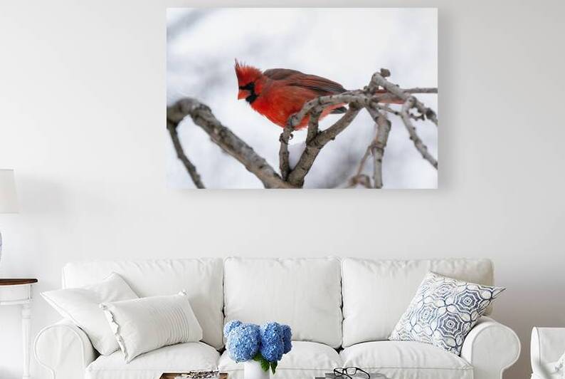 Northern Cardinal by Adel B Korkor