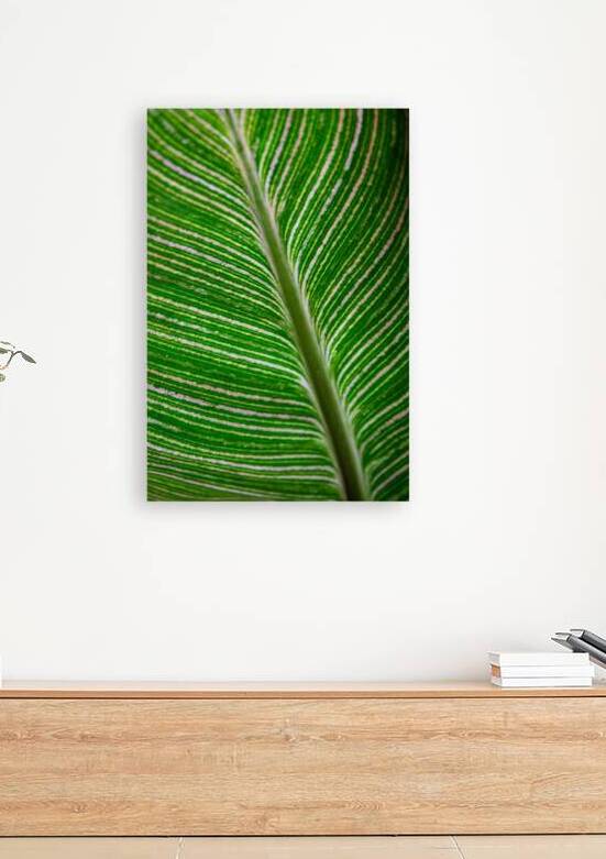 Green Calathea Leave by Adel B Korkor