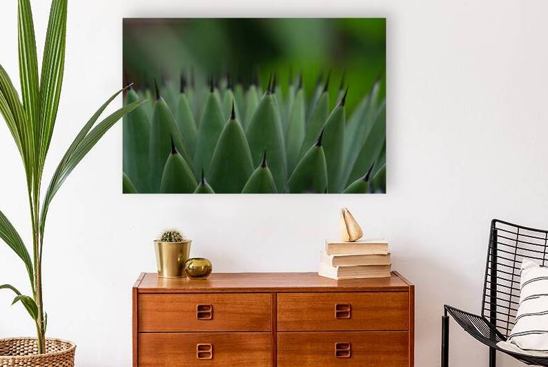 Huachuca Agave Plant by Adel B Korkor