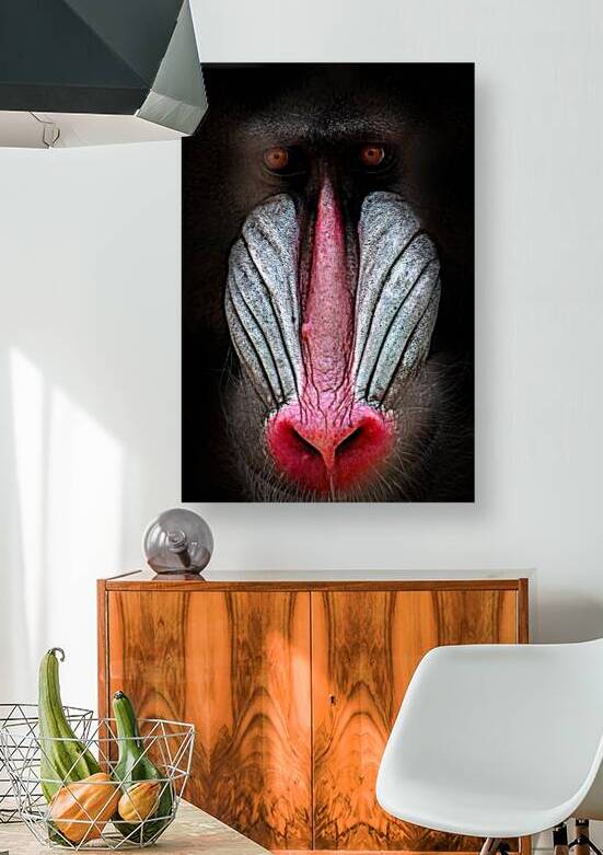 You are a Baboon and I am not by B Zolle