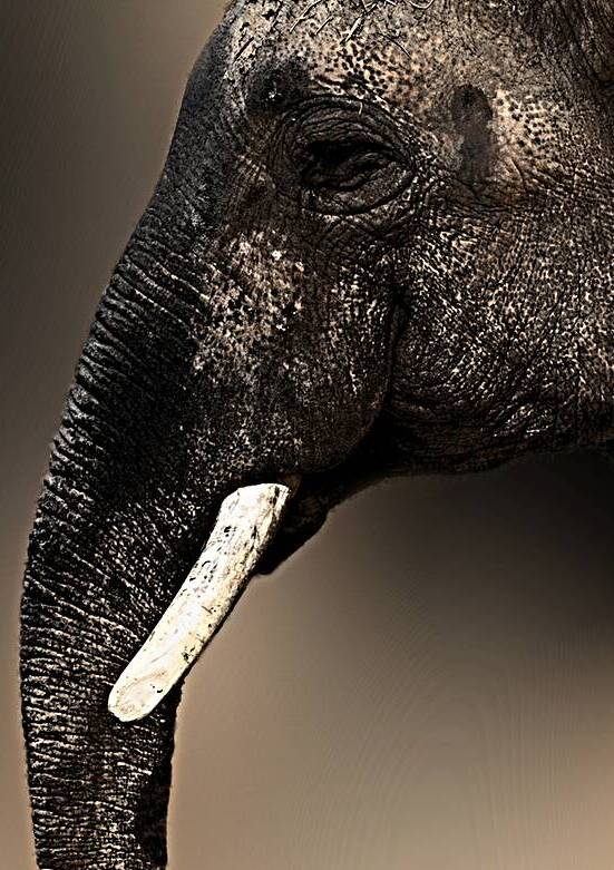 The More You Know by B Zolle