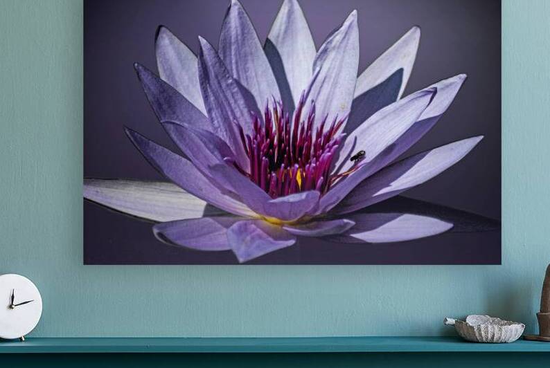 Lily Buddy by B Zolle