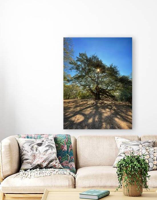 Angel Oak Tree Casting Shadows by Bill Swartwout Photography