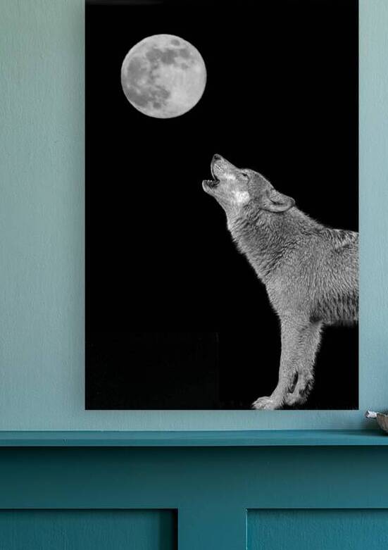 Wolves are legendary because of their spine-tingling howl  by Daniel L Friend