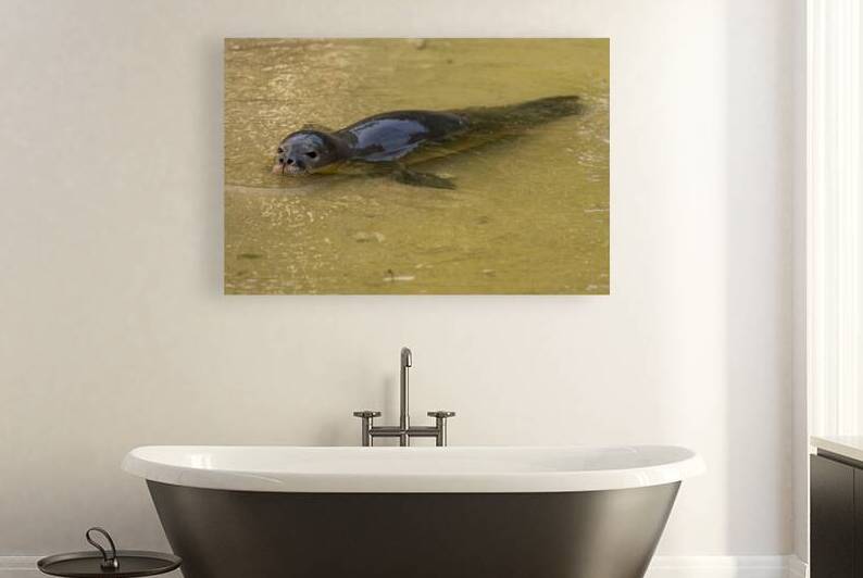 Hawaiian Monk Seal Endangered Species near Lahaina Maui Hawaii by David Hoffmann