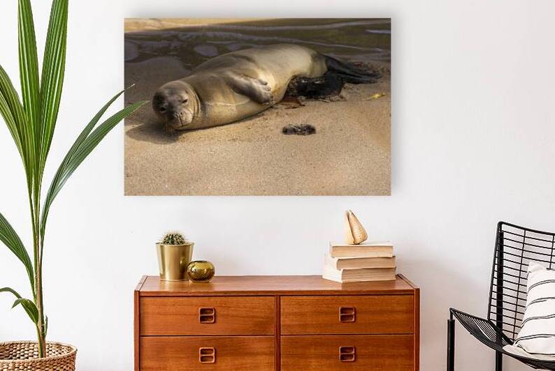 Hawaiian Monk Seal Endangered Species near Lahaina Maui Hawaii by David Hoffmann