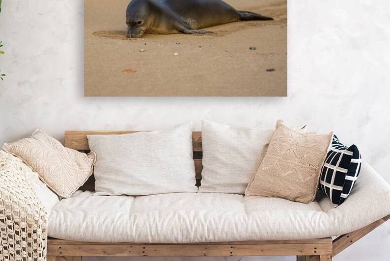 Hawaiian Monk Seal Endangered Species near Lahaina Maui Hawaii by David Hoffmann