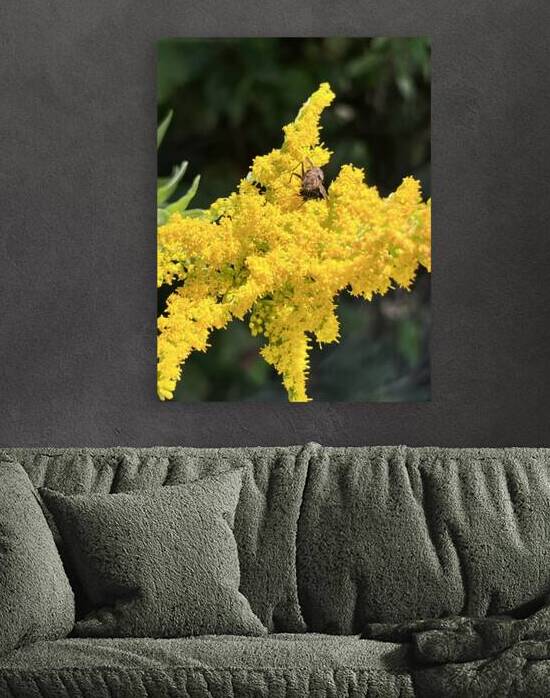 Yellow in spring  by Amber McElroy