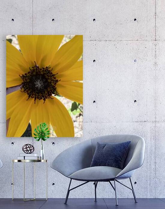 Sunflower  by Amber McElroy