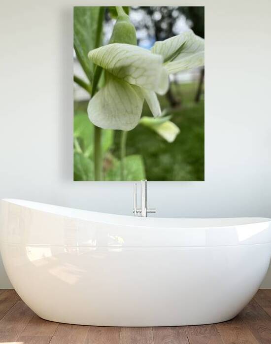 Budding in spring  by Amber McElroy