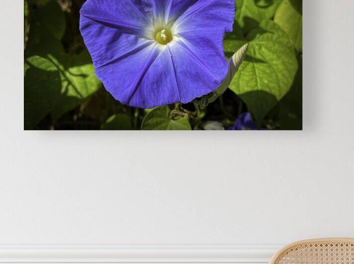 Morning Glory by Judy Vincent Photography