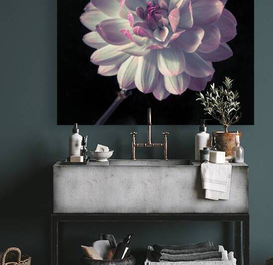 Dahlia by Assaf Frank