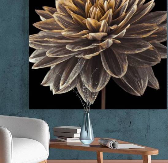 Dahlia flower by Assaf Frank