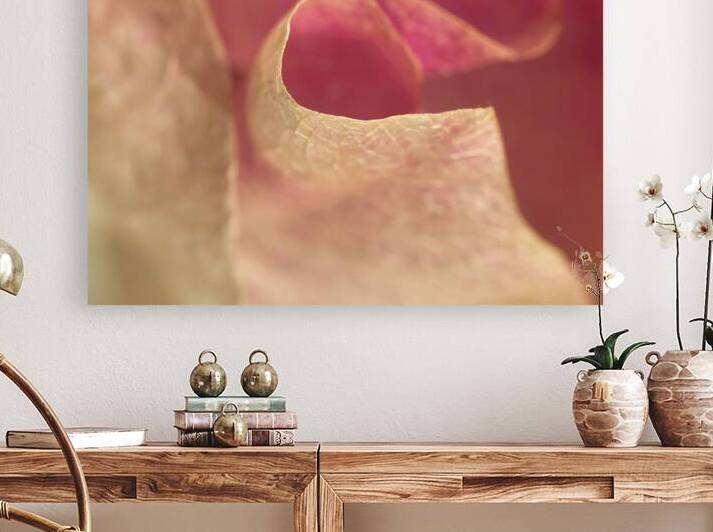 Bougainvillea by Assaf Frank