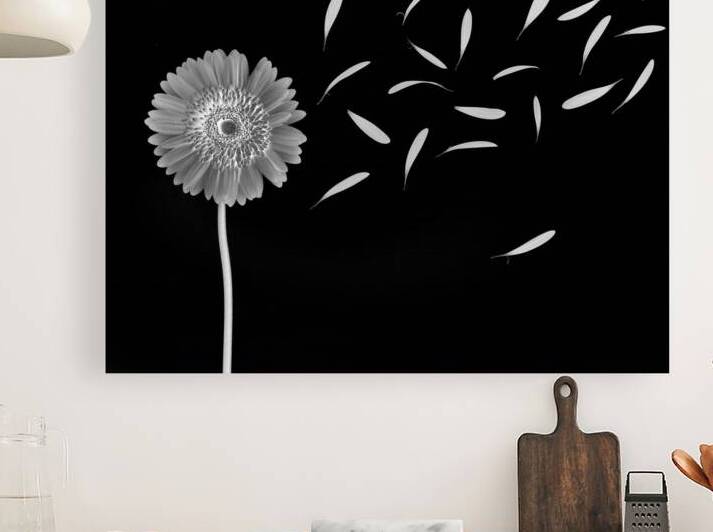 Flying Gerbera by Assaf Frank