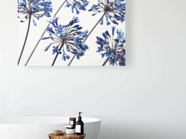 African Lilies by Assaf Frank