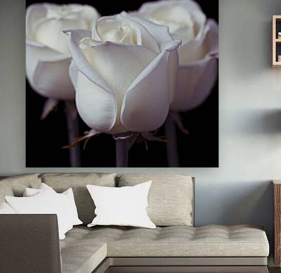 Three Roses by Assaf Frank