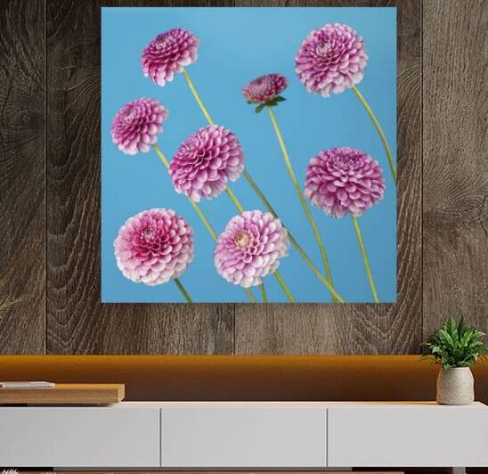 Dahlia Flowers by Assaf Frank