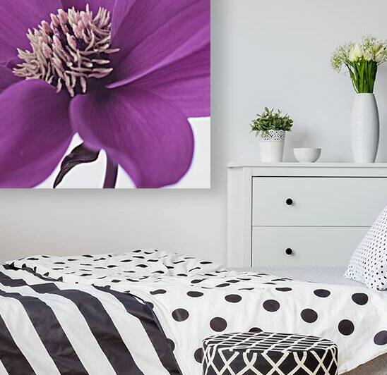 Pink Dahlia by Assaf Frank