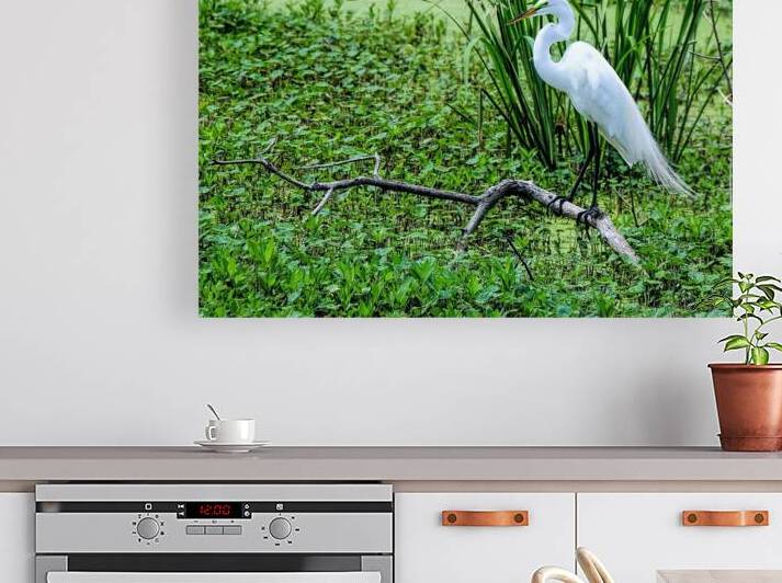 GREAT EGRET by Digicam