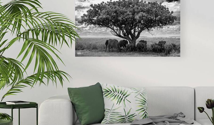 Tree Trunks of Life by Nate Solo